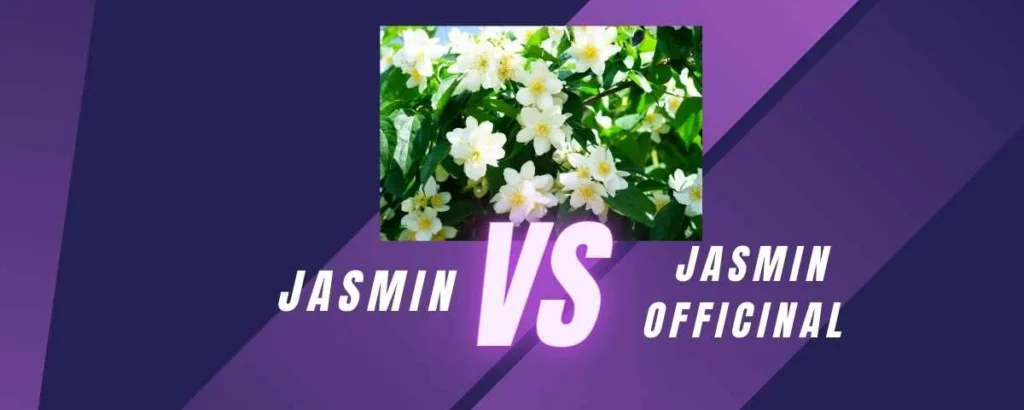 Différence entre jasmin étoilé et jasmin officinal
